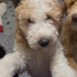 Jaxson - White male Double Doodle puppy in Mineola, Texas from ETX Dandy Doodle