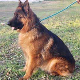 German Shepherds from Torres German Shepherds