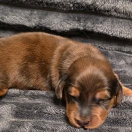 Moose - Red male Dachshund puppy in Port Charlotte, Florida from Belinda's little darlings dachshunds