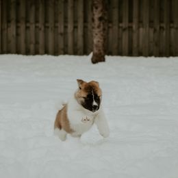 Akita Puppies from Gallant Akitas