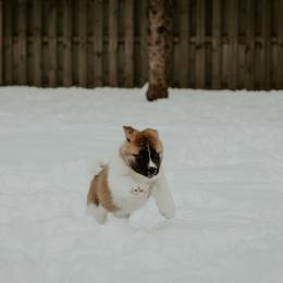 Akita Puppies from Gallant Akitas