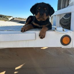 Rottweiler Puppies from Von Der Hing Rottweilers