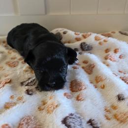 Girl3 - Black female Havanese puppy in Batesville, Arkansas from Hillbilly Havanese