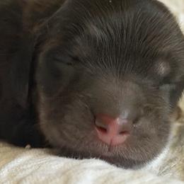 Michelle - Black and cream female Dachshund puppy in Oregon from SoCo Dachshunds