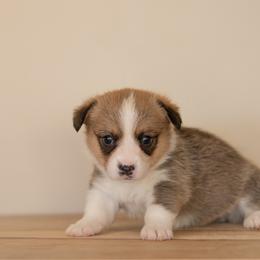 Pink Collar- Winnie - Sable female Pembroke Welsh Corgi puppy in Waverly Hall, Georgia from 6g Ranch Corgis