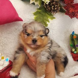Boy 1 - Blue merle Pomeranian puppy in Fort Lauderdale, Florida from El'Cienna Poms