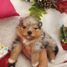 Boy 1 - Blue merle Pomeranian puppy in Fort Lauderdale, Florida from El'Cienna Poms