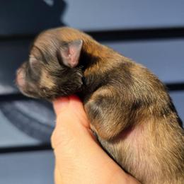 Gandalf - Orange sable male Pomeranian puppy in Hooksett, New Hampshire from Granite State Pomeranians