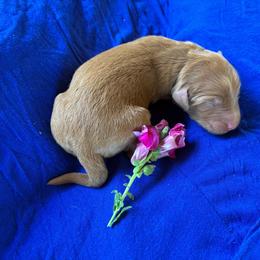 Penny - Caramel red female Labradoodle puppy in Montrose, Colorado from Ithilien Labradoodles