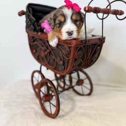 Chili - Merle female Bernedoodle puppy in West Haven, Utah from Split Mountain Doodles