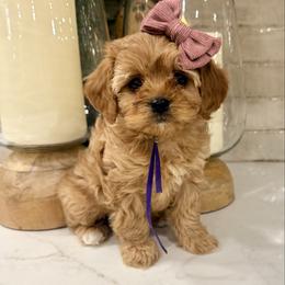 Sugar Plum - Apricot female Cavapoo puppy in Preston, Idaho from Shaffer Top Notch Puppies