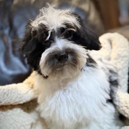 Oreo - Black and white male Havanese puppy in Lancaster, South Carolina from 3 Bs Havanese-PUPPIES with  PURPOSE