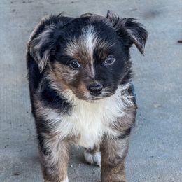 Boy 1 - Blue merle male Miniature Australian Shepherd puppy in Iola, Texas from MK Aussies