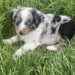 Miniature Australian Shepherd Puppies from Little Sooner Aussies