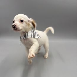 Alvin - Orange belton male English Setter puppy in Lake Tomahawk, Ohio from StoneyBrook Setters