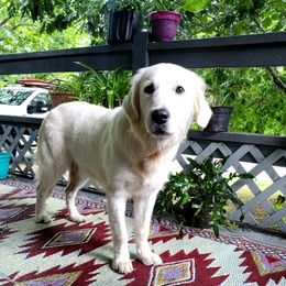 Amari - Golden Retriever