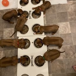 Rhodesian Ridgeback Puppies from Ivorymoon Rhodesian Ridgebacks
