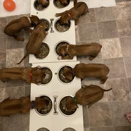 Rhodesian Ridgeback Puppies from Ivorymoon Rhodesian Ridgebacks