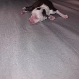 Girl 2 - Red tri female Toy Australian Shepherd puppy in Humansville, Missouri from Tater Tot aussies