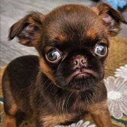 Chocolate girl - Brown female Brussels Griffon puppy in Huntsville, Alabama from Tammy's Brussels