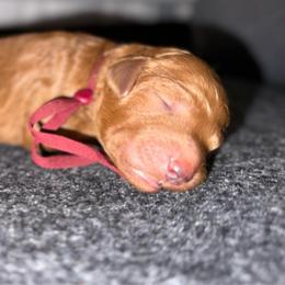 Burgandy - Red  female Poodle puppy in Keedysville, Maryland from Sunshine Red Standard Poodles