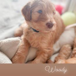 Goldendoodle Puppies from Lundee Doodles