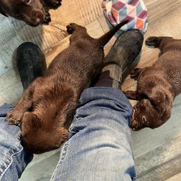 Dilute Retriever and Labrador Retriever Puppies from CKB Labradors