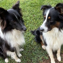 Old Time Scotch Collie puppies from The Fiddlesticks Farm