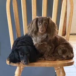 Dachshunds from Black Hills Dachshunds