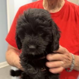 Eddie - Black male Goldendoodle puppy in Springfield, Pennsylvania from Lesher Goodwin Goldendoodles