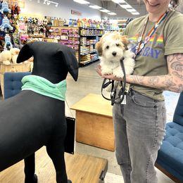 Coton de Tulear Puppies from Aloha Cotons
