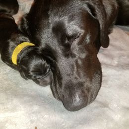 Labrador Retriever Puppies from Dinas Duck Dogs