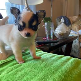 Emmas boys - Chocolate and white male Chihuahua puppy in Red Bluff, California from Aye Chihuahua