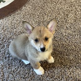 Blue - Pembroke Welsh Corgi puppy in Tampa, Florida from Everglade Corgis