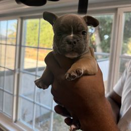 Grey - Liver male French Bulldog puppy in Whittier, California from West Coast Bullies & Frenchies
