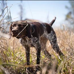 Oakley - German Shorthaired Pointer