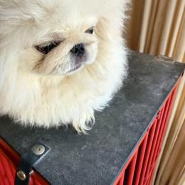 Porthos - White male Pekingese puppy in West Des Moines, Iowa from Happy Tail Pekingese