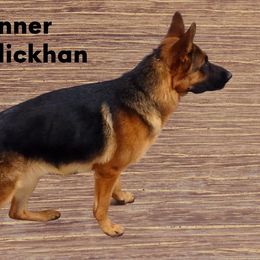 Gunner - German Shepherd