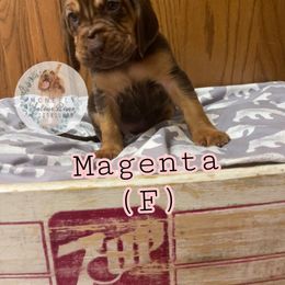 Bloodhound Puppies from McNeely Saline River Bloodhounds