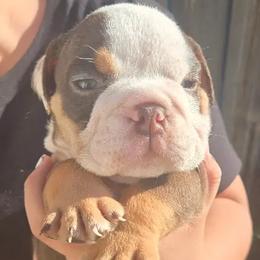 Mortis - Chocolate tri-color male Bulldog puppy in Perris, California from Ohana_626_kennels