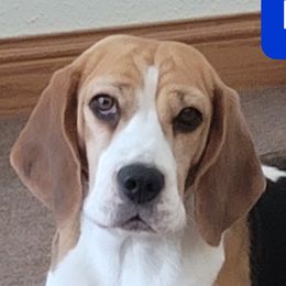 Bailey - Beagle