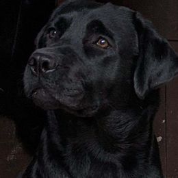 PEARL - Labrador Retriever