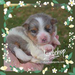 Lambchop - Blue merle female Pomeranian puppy in Eatonville, Washington from Foxy Forest Poms