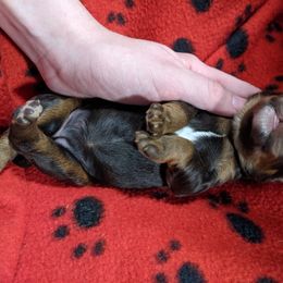 Australian Labradoodle Puppies from Llewellyn's Grove Labradoodles