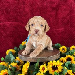 Suede - Apricot female Labradoodle puppy in Elizabeth City, North Carolina from Howdy Doodles