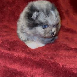Valentina - Blue merle female Pomeranian puppy in Tucson, Arizona from Pomutopia