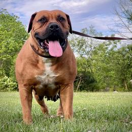 RHOXY - Boerboel