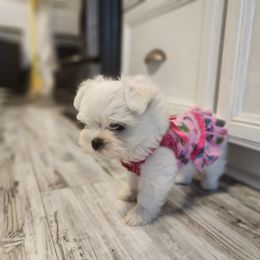 Morkie Puppies from My Precious Pups