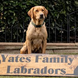 Philly - Labrador Retriever