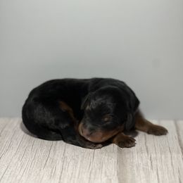 Bernedoodle Puppies from East Coast Bernedoodles